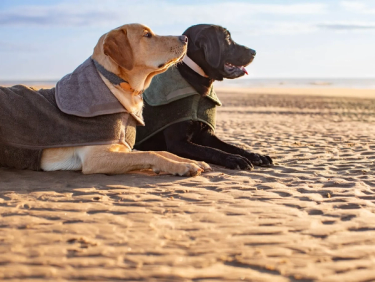 Lords & Labradors Case Study